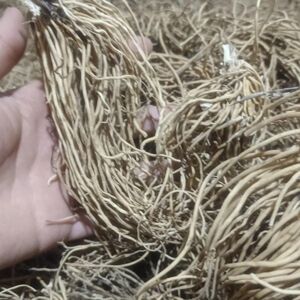 秦岭深山野生七层楼根 娃儿藤 老公须 白龙须