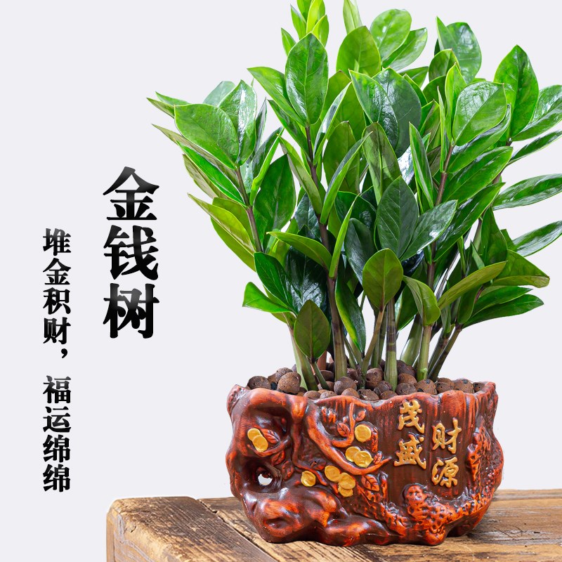 金钱树盆栽招财纳福植物室内客厅办公室桌面绿植大棵送礼花卉盆景