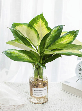 玛丽安水培绿植高端花卉植物室内盆栽网红桌面万年青懒人四季好养