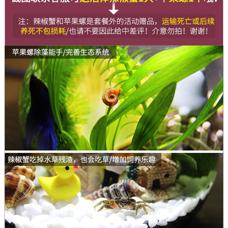 带LED灯迷你水族箱创意diy生态瓶鱼微景观办公桌面小型玻璃鱼缸