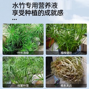 水竹肥料专用肥营养液家用盆栽富贵竹转运竹水培植物治黄叶水溶肥