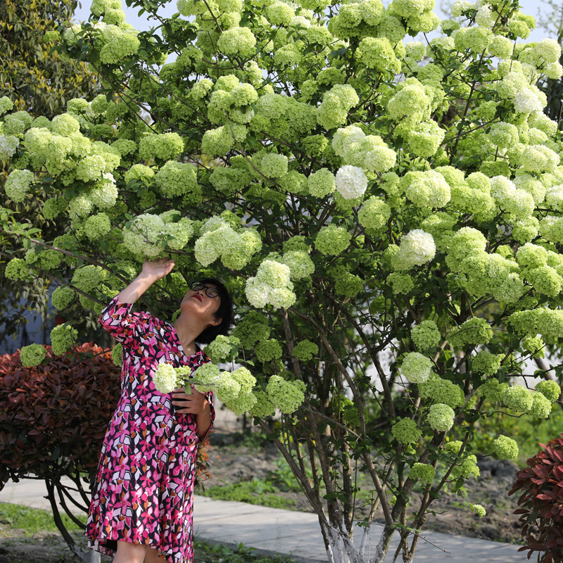 海蒂的花园 中华木绣球荚蒾灌木庭院大型造景植物木本花卉盆栽苗