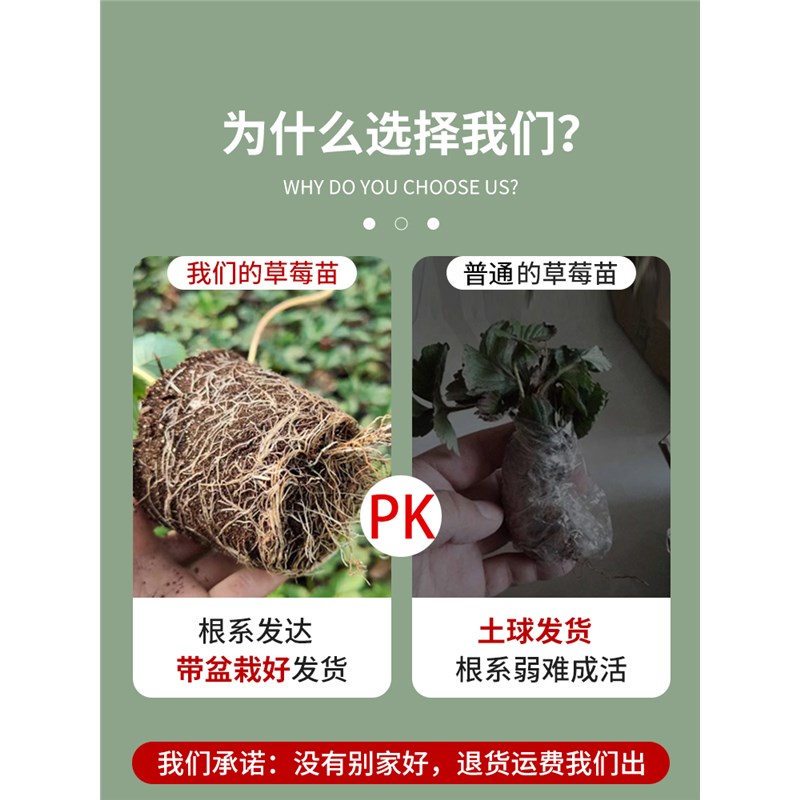 奶油草莓苗盆栽带盆土花果红颜四季结果可食用南方阳台种植新苗秧