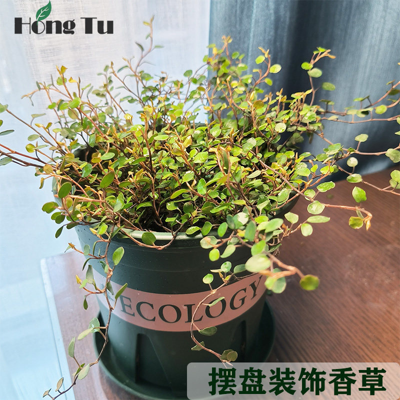 千叶吊兰盆栽烘焙蛋糕装饰摆盘花草室内净化空气植物垂吊绿植,鲜花速递/花卉仿真/绿植园艺,绿植,淘宝优惠券,粉丝福利购,淘宝优惠卷