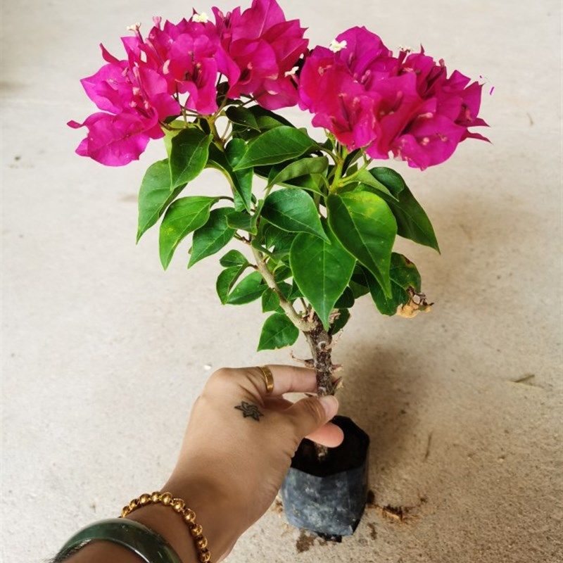 速发菲菲娜三角梅店苗本杯满自8元4动包邮,鲜花速递/花卉仿真/绿植园艺,造型盆景,淘宝优惠券,粉丝福利购,淘宝优惠卷