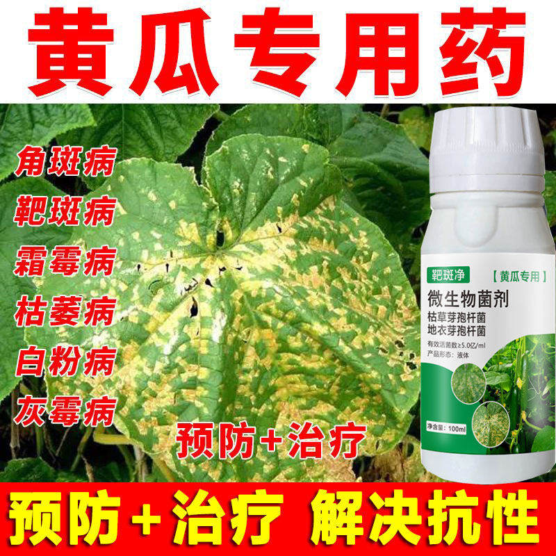 黄瓜治病药黄瓜杀菌剂叶面肥黄瓜靶斑净角斑病靶斑病白粉病灰霉病