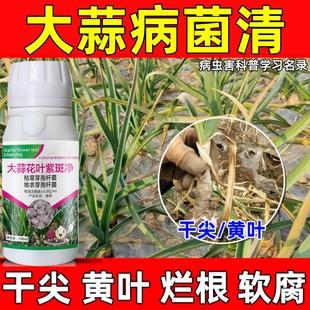 大蒜病菌清大蒜黄叶紫斑正品干尖黄叶烂根烂叶紫斑锈病微生物菌剂