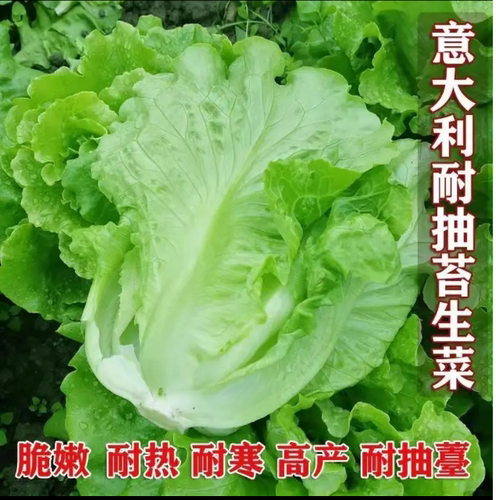 意大利奶油生菜种子罗马孔雀菜结球紫生菜种籽孑四季耐寒盆栽蔬菜