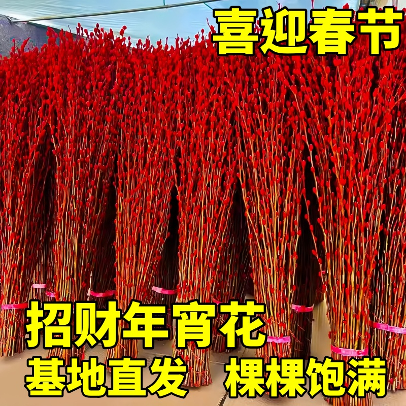 银柳真花鲜枝客厅干花摆件新年宵花水培新春室内干枝红柳花卉植物