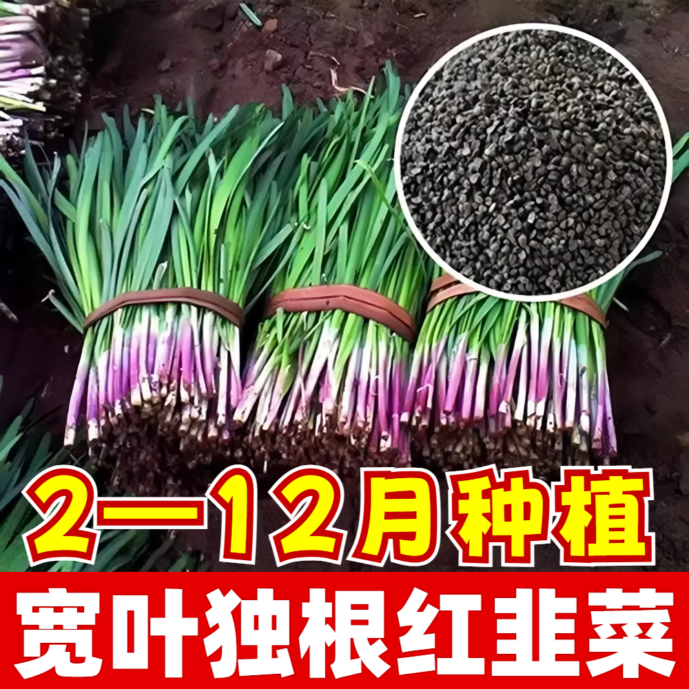 四季韭菜种子宽叶大小叶紫根韭菜种籽苗割茬多次耐寒蔬菜阳台盆栽