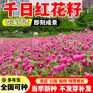 千日红种子百日红矮生火球花春秋花卉盆栽四季园林绿化千日紫花籽