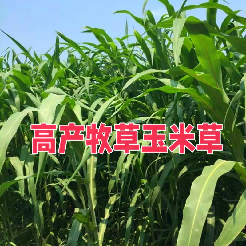 墨西哥玉米草种子高产大叶四季养殖牛羊猪鹅鱼草种籽四季高产牧草
