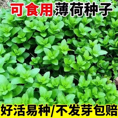 可食用薄荷种籽子室内外盆栽留兰香柠檬猫薄荷四季耐热秧苗花种子