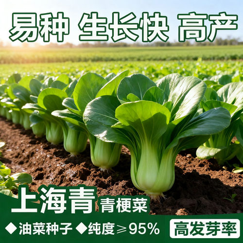 原种上海青种子蔬菜种籽孑鸡毛菜青菜小白菜四季易种阳台盆栽菜园