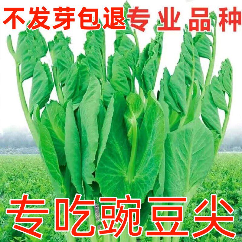豌豆种籽大豌豆苗蔬菜种子水培龙须莱豆小尖芽菜四季种植蔬菜种孑