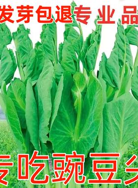 豌豆种籽大豌豆苗蔬菜种子水培龙须莱豆小尖芽菜四季种植蔬菜种孑