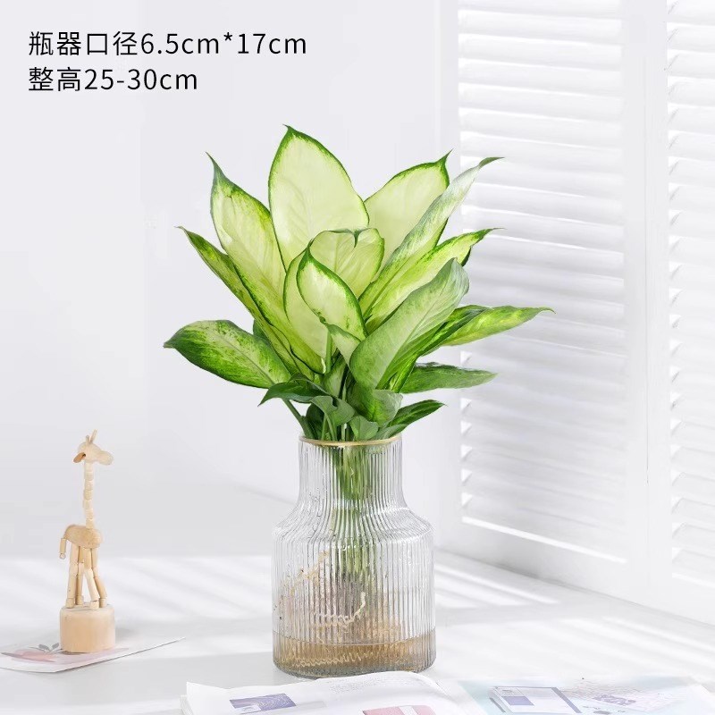 水培植物玛丽安盆栽万年q青富贵竹室内客厅耐阴绿植净化空气好养