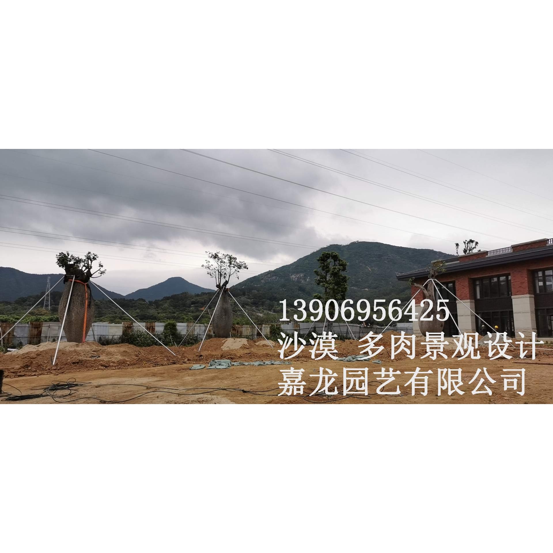 沙生植物观光园林景观设计图室内室外造景设计仙人掌温室大棚可挑