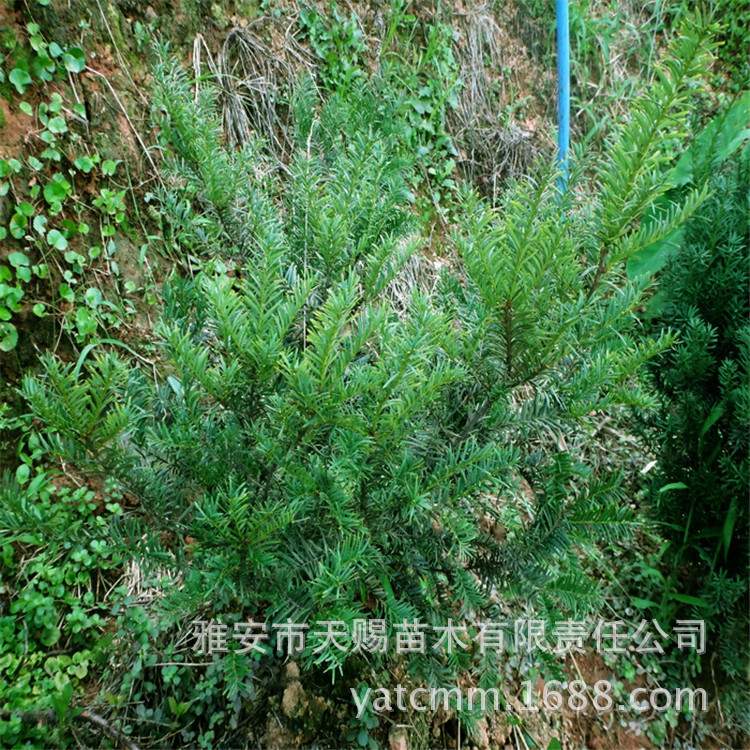 基地曼地亚红豆杉5年公树移栽苗 园林绿化工程苗木耐寒防护树