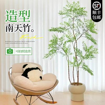 南天竹盆栽客厅真树绿植室内大型老桩树苗办公室火焰落地造景植物