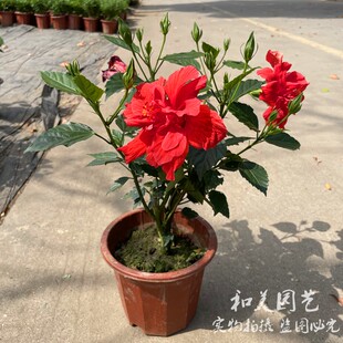 耐热耐晒大红花朱槿 丹麦朱槿 重瓣扶桑花  芙蓉花盆栽