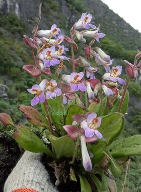 山野选集 苦苣苔 唇柱苣苔 牛耳朵 紫色花 贵州苦苣苔