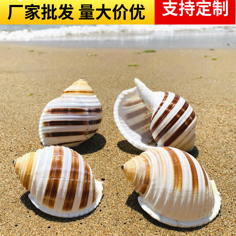 琴螺天然贝壳大海螺鱼缸水族箱装饰品卷贝鱼繁殖壳多肉花盆摆件