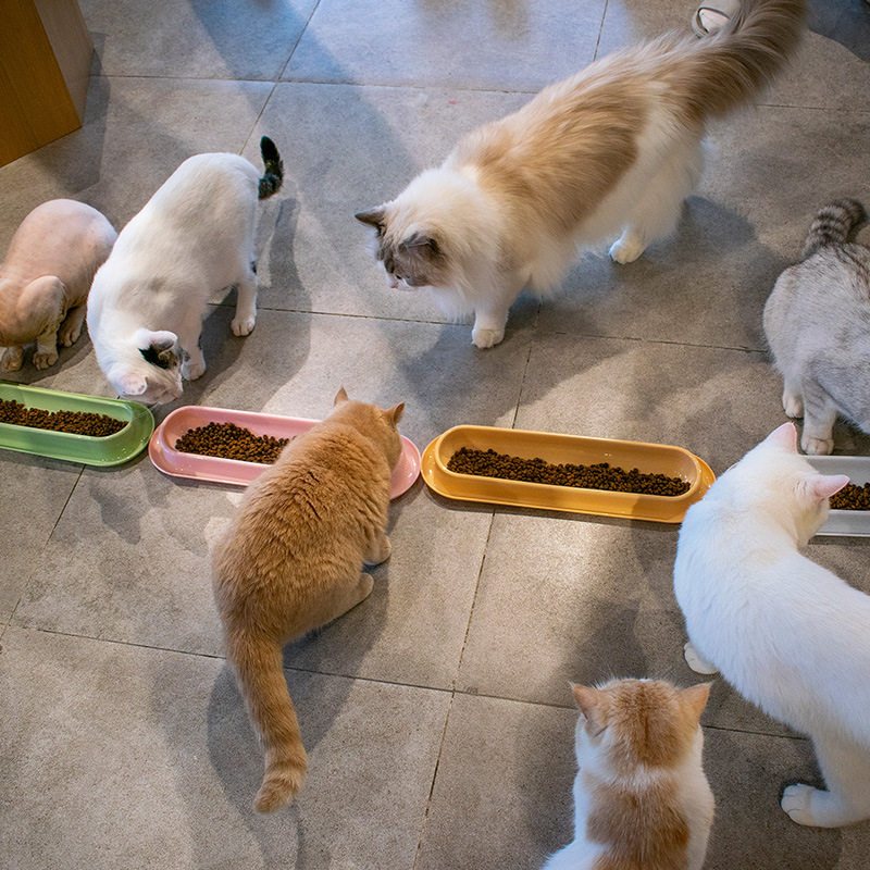 【柿子菌】新款猫碗幼猫多猫共餐猫食盆宠物长条猫碗喂食器猫用品