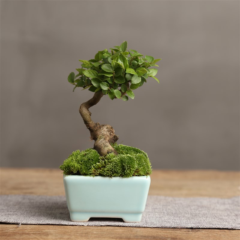 小叶朴树盆景微型盆栽熟桩精品素材一物一拍步町园W艺茶室造型树