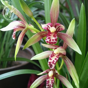 兰花苗建兰四季兰 逸红双娇 小国魂 花卉绿P植盆栽观花植物好养