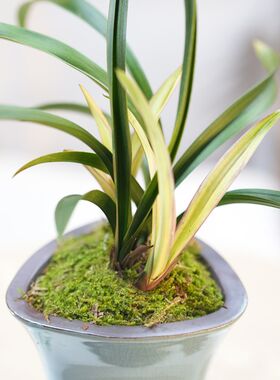 【带瓷盆发货】建兰n黄芽【红月】精品国兰茶室书房客厅绿植茶空
