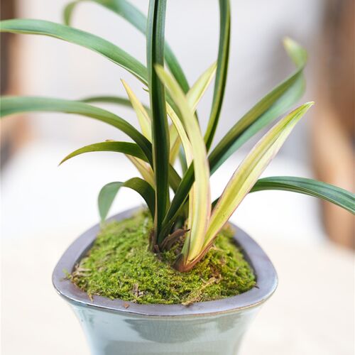 【带瓷盆发货】建兰n黄芽【红月】精品国兰茶室书房客厅绿植茶空
