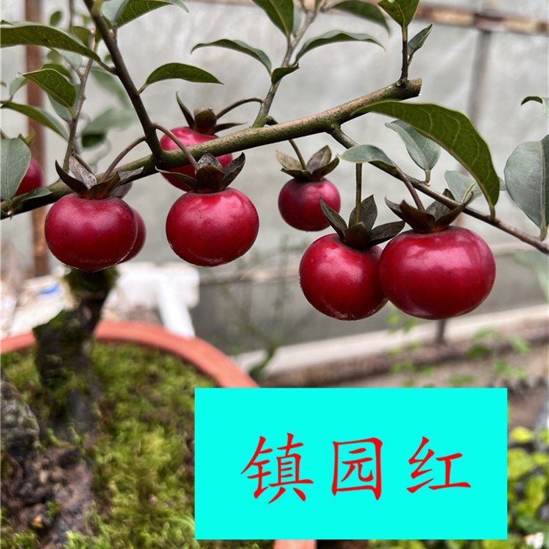 紫阳金丹金掸子品种嫁接苗中国红大红花J生果镇园红观果熟桩逸源,鲜花速递/花卉仿真/绿植园艺,造型盆景,淘宝优惠券,粉丝福利购,淘宝优惠卷