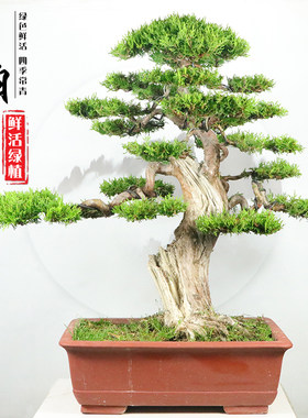 太行崖柏a盆景侧柏真柏黑松树迎客松文人老桩盆栽阳台庭院造型盆