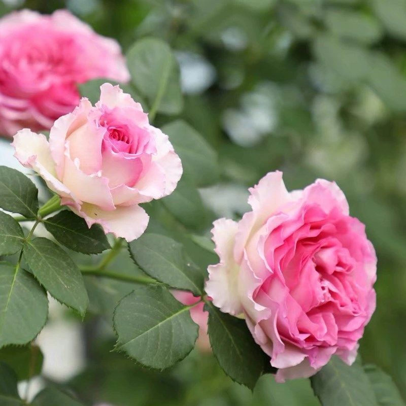 【罗伊】爬藤月季庭院t阳台盆栽大花浓香无刺罗衣四季开花,鲜花速递/花卉仿真/绿植园艺,月季/蔷薇/玫瑰,淘宝优惠券,粉丝福利购,淘宝优惠卷