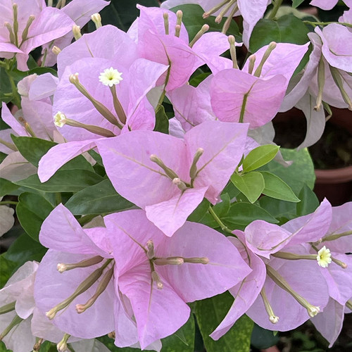 三角梅 粉天使 扦插小苗阳台花苗花卉四季阳台开U花植物盆栽庭院