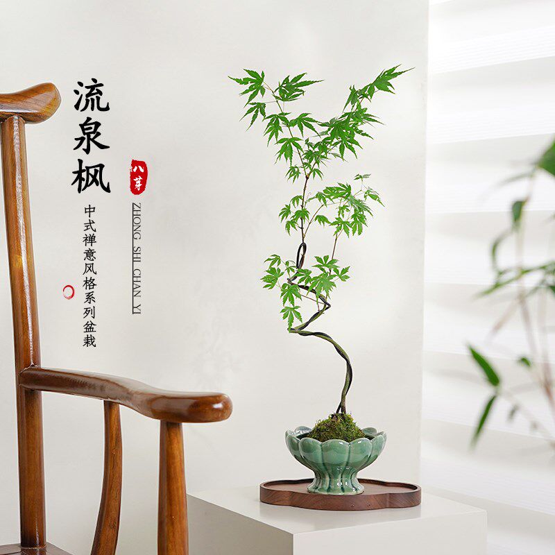造型流泉枫d盆栽苔藓球客厅室内外中式观叶绿植物四季好养花卉盆