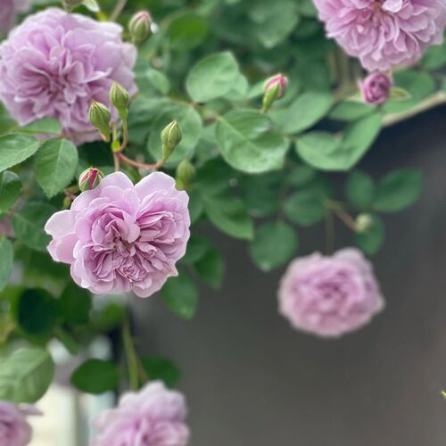铃兰家 d  蓝色阴雨    蓝紫色藤本月季花苗爬藤攀爬花卉四季开