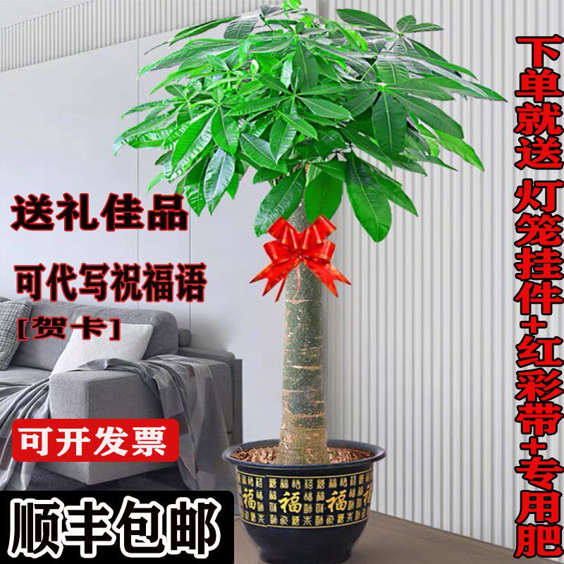 发财树大棵客厅大盆栽单杆独杆五辫子大型绿Q植室内乔迁开业植物