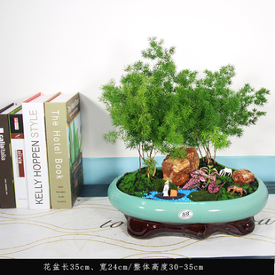 蓬莱松室内好养四季常青绿植盆栽B阳台客厅木本新品盆景桌面植物