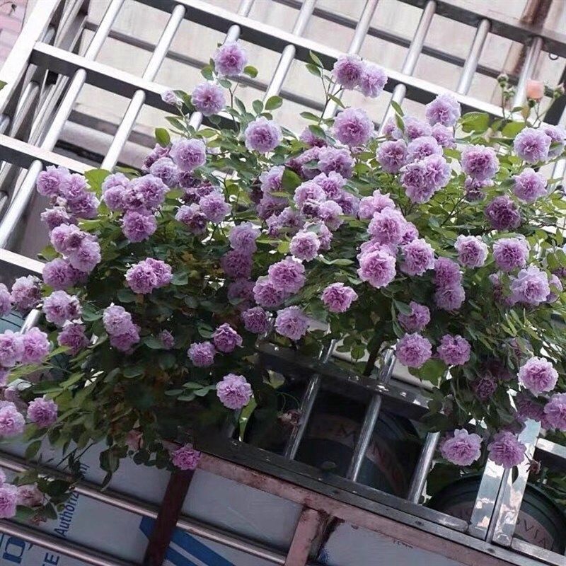 原盆土发货藤本月季蔷薇爬藤拱门J花墙耐热耐晒四季开花,鲜花速递/花卉仿真/绿植园艺,月季/蔷薇/玫瑰,淘宝优惠券,粉丝福利购,淘宝优惠卷