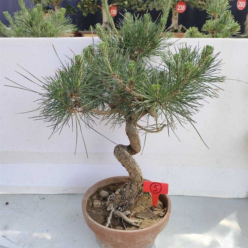矮霸黑松盆景素材苗四季常青造A型素材小老桩松树盆栽一物一拍包,鲜花速递/花卉仿真/绿植园艺,造型盆景,淘宝优惠券,粉丝福利购,淘宝优惠卷