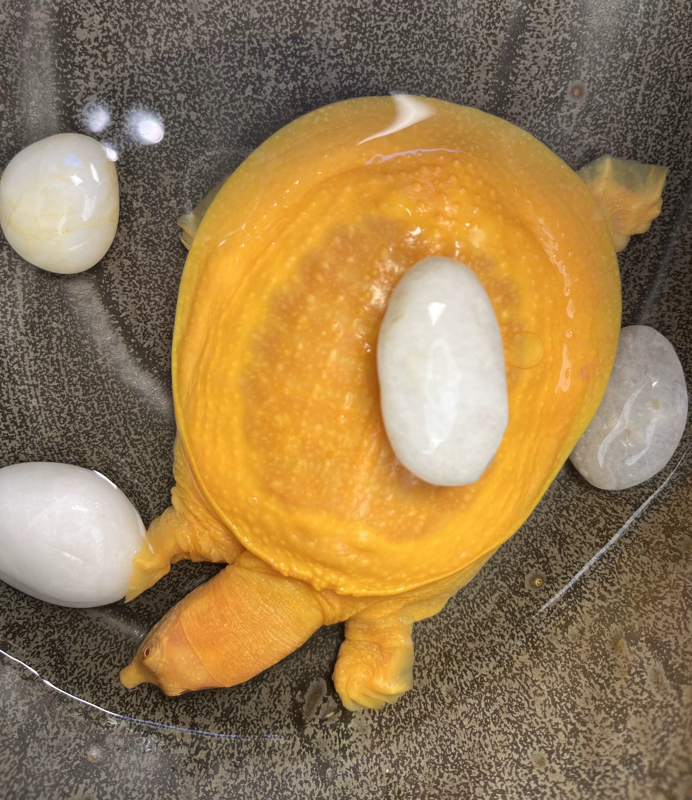 红眼黄金鳖黄金甲鱼黄化甲鱼水族鱼缸宠物可爱招财观赏乌龟宠物鳖