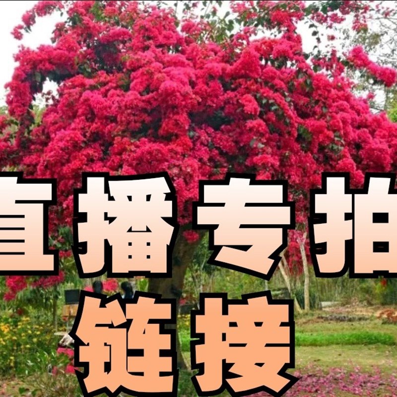 阳台室内室外庭院楼顶庭院三角梅爬藤盆栽