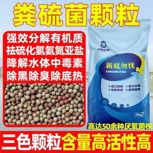 粪硫菌底改王生物底改除臭除黑水产养殖专用去硫化氢分解淤泥黑泥