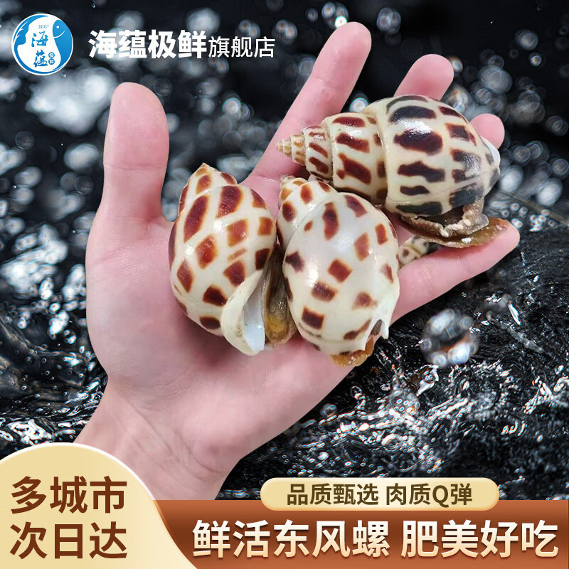 海蕴极鲜【活鲜】鲜活东风螺 新鲜大花螺超大海螺 500g (8-14只