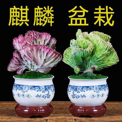 彩麒麟盆栽玉麒麟仙人掌盆景多肉植物喜阳耐旱办公室客厅室内盆栽