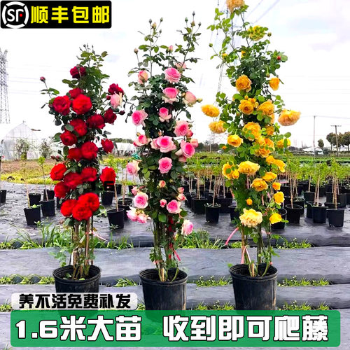 蔷薇花苗藤本月季四季开花浓香型特大花庭院阳台爬藤花卉植物欧月