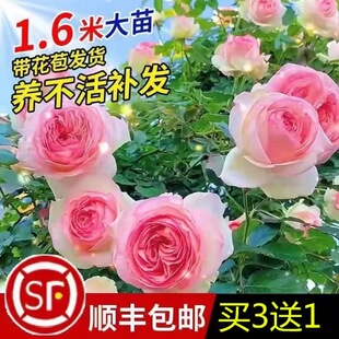 蔷薇花苗藤本月季特大花树庭院爬藤植物阳台花卉玫瑰盆栽多季开花