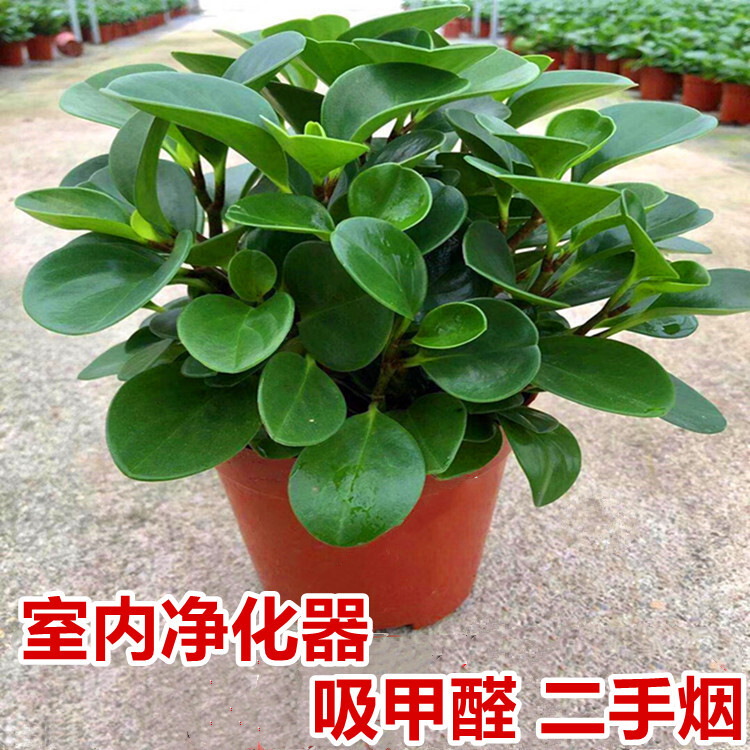 办公桌面防辐射绿植室内净化空气除甲醛绿植豆瓣绿盆栽碧玉植物